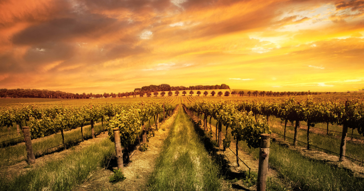 wine fields Amelia Wine Company